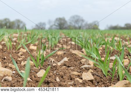 Spring Barley (hordeum Vulgare) Crop