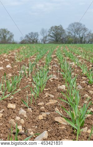 Spring Barley (hordeum Vulgare) Crop