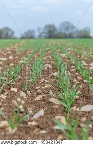Spring Barley (hordeum Vulgare) Crop