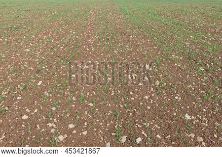 Spring Barley At Post Emergence (hordeum Vulgare) Growing In A Field