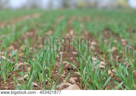 Spring Barley (hordeum Vulgare) Crop