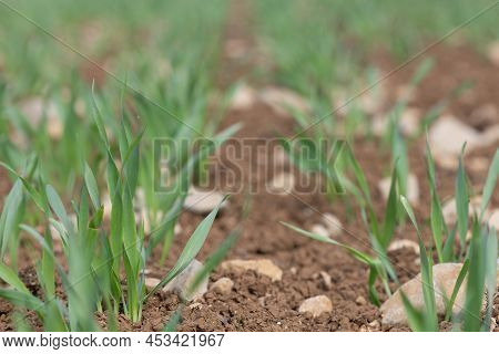 Spring Barley (hordeum Vulgare) Crop