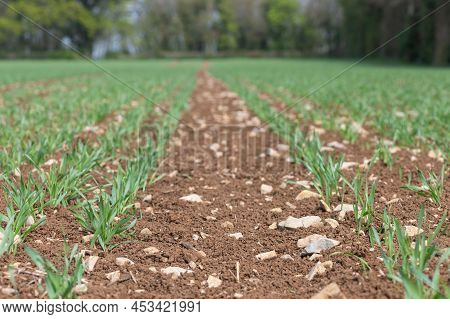 Spring Barley (hordeum Vulgare) Crop