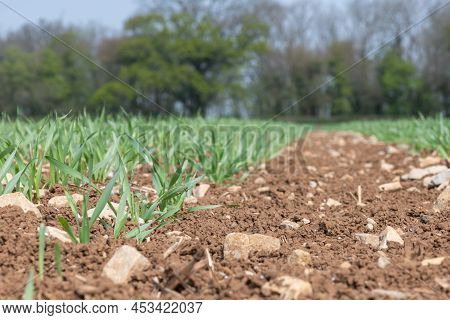 Spring Barley At Post Emergence (hordeum Vulgare) Growing In A Field