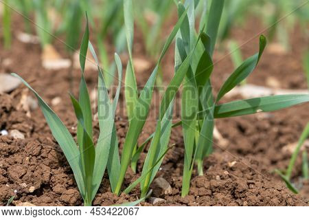 Spring Barley At Post Emergence (hordeum Vulgare) Growing In A Field