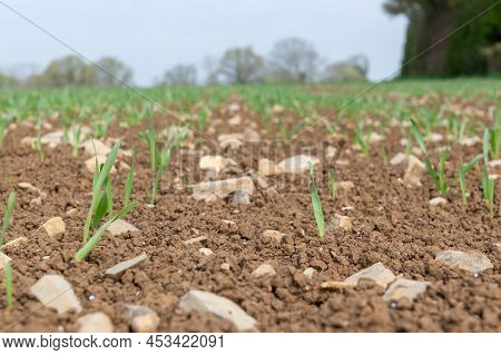 Spring Barley At Post Emergence (hordeum Vulgare) Growing In A Field