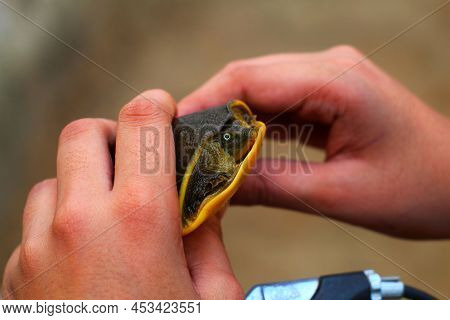 Beautiful Soft Scale Terrapin Turtle In Hand In Nice Blur Background