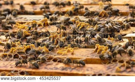 Close-up Of Bees Making Honey In The Honeycomb