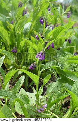 Flowering Comfrey (symphytum Caucasicum) Is A Medicinal Plant.