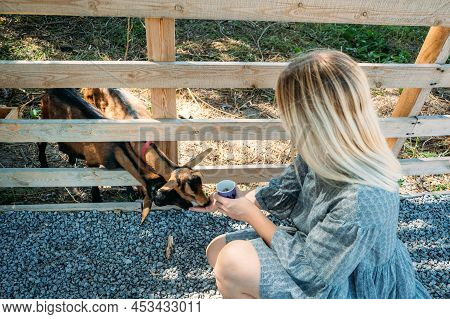 Goats On The Farm. Brown Goats Standing In Wooden Shelter. Woman Feeds The Goats On The Farm Beautif