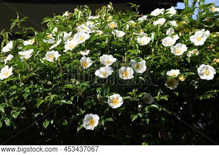 Cherokee Rose (rosa Laevigata) Flowers. Rosaceae Evergreen Vine Shrub. Five-petaled White Flowers Bl