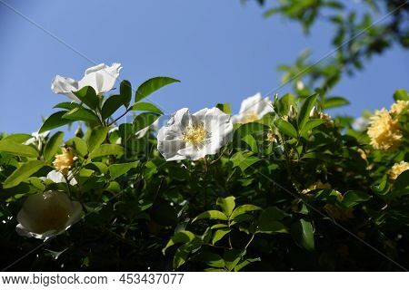 Cherokee Rose (rosa Laevigata) Flowers. Rosaceae Evergreen Vine Shrub. Five-petaled White Flowers Bl