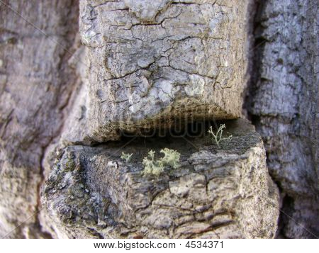 Cottonwood corteccia
