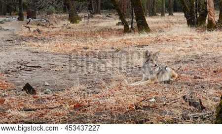 Wild Furry Wolf, Gray Coyote Or Grey Coywolf, Autumn Forest Glade, Yosemite National Park Wildlife, 