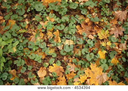 Autumn