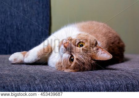 Red Cat Lying On Couch. Cat Hair On Fabric Furniture Upholstery During Shedding. The Problem Of Clea
