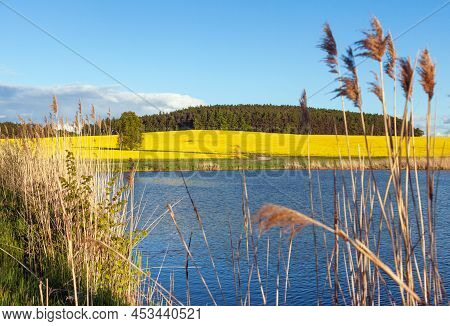 Rapeseed, Canola Or Colza Field Landscape In Latin Brassica Napus, Rape Seed Is Plant For Green Ener