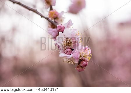 Pink Plum Blossoms In Full Bloom Are Shining Brilliantly In The Sunlight Through The Trees At Osaka 