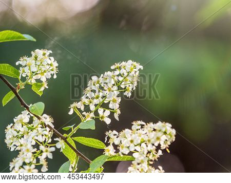 White Flowers Blooming Bird Cherry. Bird Cherry Tree In Blossom. Close-up Of A Flowering Prunus Padu