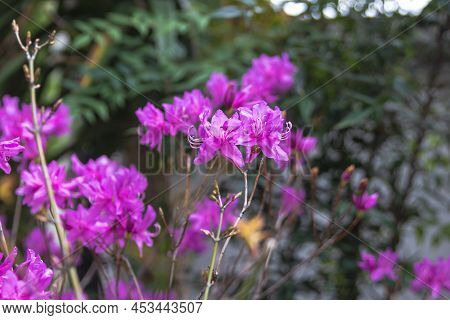 Rhododendron Flower Blooming In The Garden. It Is Also Called True Flower In Korea.