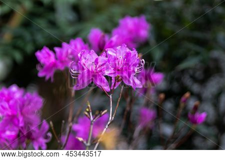 Rhododendron Flower Blooming In The Garden. It Is Also Called True Flower In Korea.