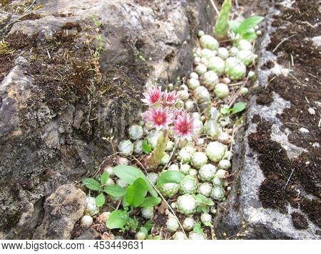 Cobweb House-leek With Pink Flowers In A Rock Garden, Sempervivum Arachnoideum