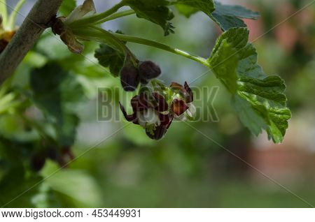 Jostabarry Flower Ribes Nidigrolaria Or Josta, Hybrid Of Black Currants And Gooseberries