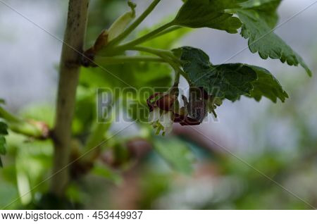 Jostabarry Flower Ribes Nidigrolaria Or Josta, Hybrid Of Black Currants And Gooseberries