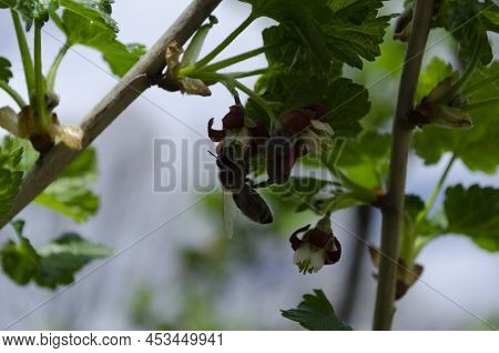 Jostabarry Flower Ribes Nidigrolaria Or Josta, Hybrid Of Black Currants And Gooseberries