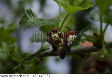 Jostabarry Flower Ribes Nidigrolaria Or Josta, Hybrid Of Black Currants And Gooseberries