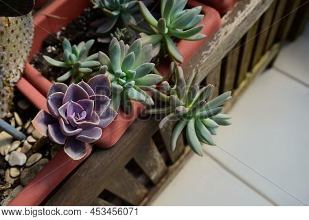 Beautiful Echeveria Purpusorum And Sedum Palmeri Plants, Above View