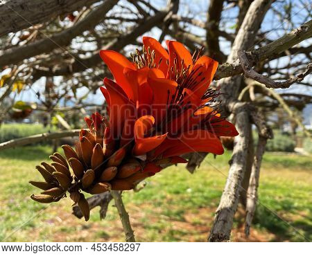 Erythrina Variegata, Indian Coral Tree, Tiger's Claw, Easter Flower, Sunshite Tree, Mountain Ebony I
