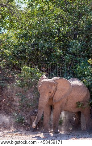 Closeup Of An Adult African Desert Elephant - Loxodonta Africana- And Her Calf Wandering In The Dese