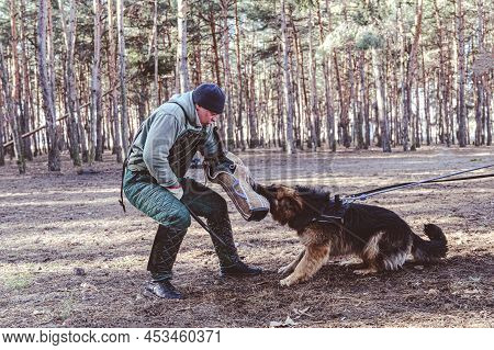 German Shepherd Holds Bite Sleeve In Its Mouth. An Adult Male Swings To Strike The Dog With A Stick.