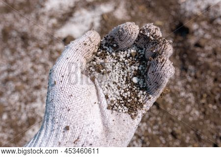 Farmer Holding Granular Npk Soil Fertilizer In Hand, Closeup With Selective Focus