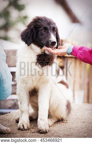 Bulgarian Shepherd Karakachan Dog Portrait Close Up