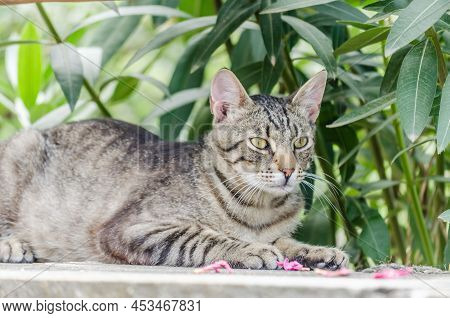 Portrait Of Gray Domestic Cat On The Wall.