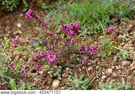 The Bell Heather Or Erica Cinerea Species Of Low Spreading Drought Tolerant Ornamental Flowering Pla