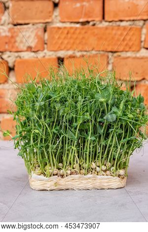 Sprouted Peas. Germinated Microgreens Pea On A Mat. Sprouting Microgreens. Seed Germination At Home.