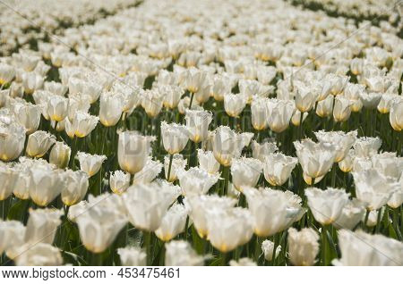 04-24-2022 Abbenes The Netherlands .springtime In The Netherlands Colorful Dutch Tulipfields In Bloo