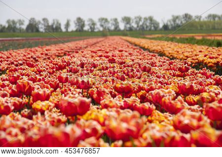 04-24-2022 Abbenes The Netherlands .springtime In The Netherlands Colorful Dutch Tulipfields In Bloo