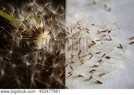 Close Up Of A Dandelion Seedhead, Partially Blown By The Wind On Light And Black