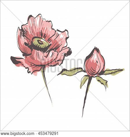 Poppy Flowers. Illustration Of Poppy Buds. Watercolor. Hand Drawn. Vector Stock.