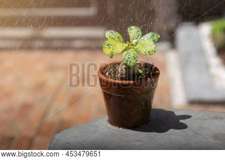 Dorstenia Foetida Variegata Or Dorstenia Plant On The Clay Pot