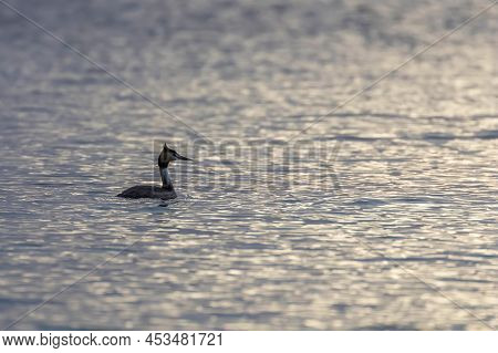 Great Crested Grebe On Water (podiceps Cristatus)