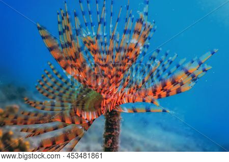 Tubeworm Underwater (sabella Spallanzanii) underwater Sea Life