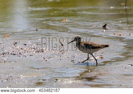 Sandpiper, wood Sandpiper in Shallow Water (tringa Glareola) Wader Bird sandpiper