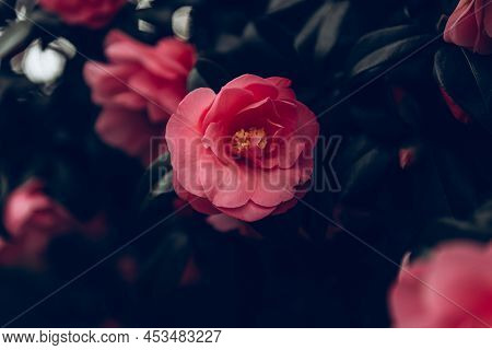 Beautiful Pink Evergreen Camellia Tree With Blooming Flowers During Springtime In English Garden, Uk