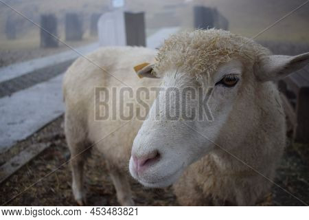 Photo Of Sheep In Qingjing Farm, Taiwan