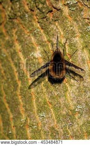 Large Woolly Hawk Moth, Bombylius Major On A Tree Trunk.